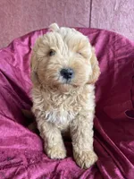 Minno , a male Goldendoodle for sale in Westminster, SC – Photo 5 of 6