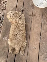 Minno , a male Goldendoodle for sale in Westminster, SC – Photo 6 of 6