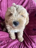 Minno , a male Goldendoodle for sale in Westminster, SC – Photo 3 of 6