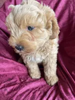 Minno , a male Goldendoodle for sale in Westminster, SC – Photo 4 of 6