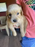 Reserved Ollie, a male Golden Retriever for sale in Westminster, SC – 7 of 7