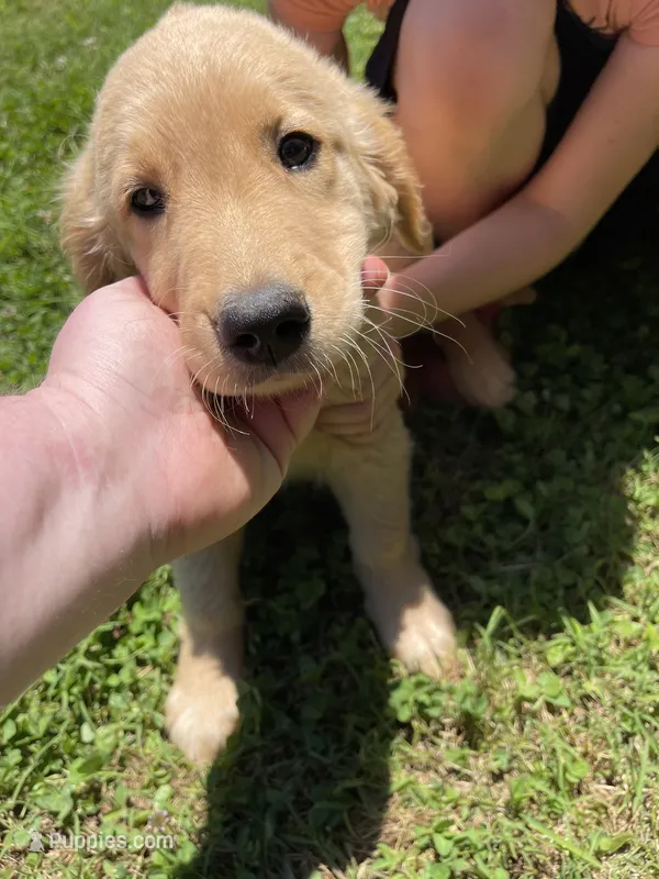 Tron – Golden Retriever puppy for sale in Westminster, SC