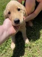Tron, a male Golden Retriever for sale in Westminster, SC – 1 of 6