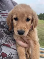 Pixie, a female Golden Retriever for sale in Westminster, SC – 2 of 6