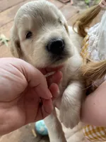 Thelma Lou , a female Golden Retriever for sale in Westminster, SC – 4 of 5