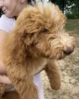 Forrest , a male Labradoodle for sale in Iva, SC – 3 of 10