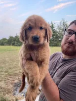 Polly, a female Golden Retriever for sale in Westminster, SC – 2 of 8