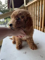 Rosie, a female Goldendoodle for sale in Iva, SC – 4 of 4