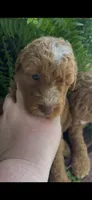 Petunia, a female Labradoodle for sale in Westminster, SC – 3 of 4