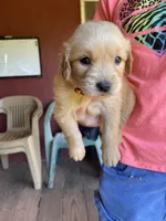 Reserved Ollie, a male Golden Retriever for sale in Westminster, SC – 1 of 7