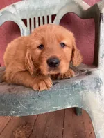 Bruno, a male Golden Retriever for sale in Westminster, SC – Photo 2 of 6