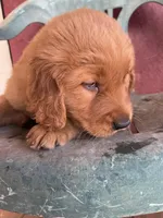 Bruno, a male Golden Retriever for sale in Westminster, SC – Photo 6 of 6