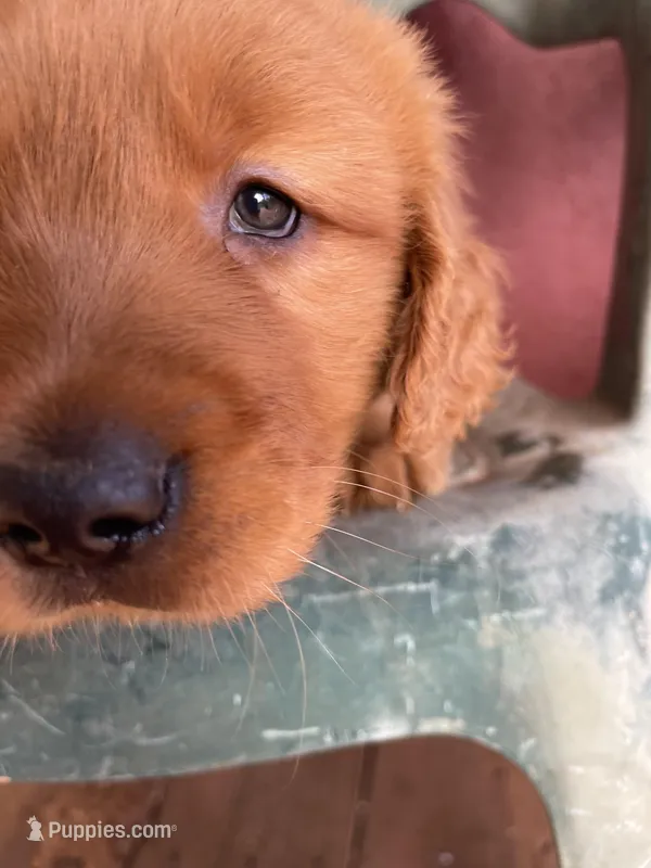 Bruno – Golden Retriever puppy for sale in Westminster, SC