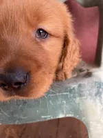 Bruno, a male Golden Retriever for sale in Westminster, SC – Photo 1 of 6