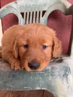 Bruno, a male Golden Retriever for sale in Westminster, SC – Photo 3 of 6