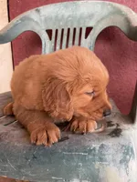 Bruno, a male Golden Retriever for sale in Westminster, SC – Photo 4 of 6