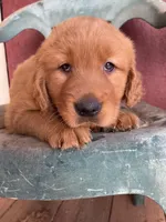 Bruno, a male Golden Retriever for sale in Westminster, SC – Photo 5 of 6