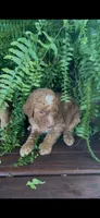 Petunia, a female Labradoodle for sale in Westminster, SC – 2 of 4