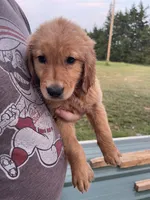 Bluey, a male Golden Retriever for sale in Westminster, SC – 4 of 7
