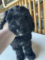 Bear, a male Goldendoodle for sale in Iva, SC – 8 of 10