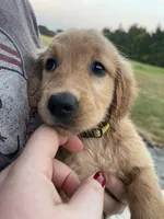 Ducky, a female Golden Retriever for sale in Westminster, SC – 9 of 10