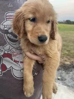 Tilly, a male Golden Retriever for sale in Westminster, SC – 4 of 8