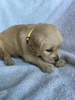 Daisy, a female Golden Retriever for sale in Westminster, SC – 2 of 6