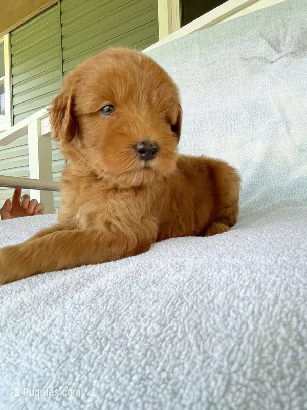 Ruby – Goldendoodle puppy for sale in Westminster, SC