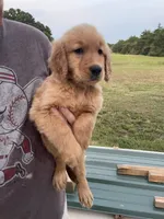 Bruno, a male Golden Retriever for sale in Westminster, SC – 2 of 8
