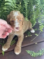 Forrest , a male Labradoodle for sale in Westminster, SC – 7 of 7