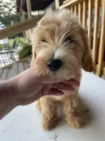 HOLDJonah, a male Goldendoodle for sale in Iva, SC – 7 of 8