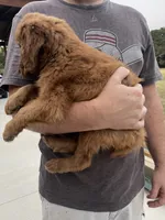 Shortie, a male Golden Retriever for sale in Westminster, SC – 6 of 7