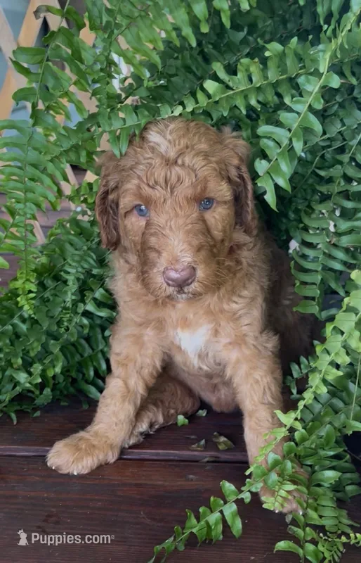 Pansy – Labradoodle puppy for sale in Westminster, SC