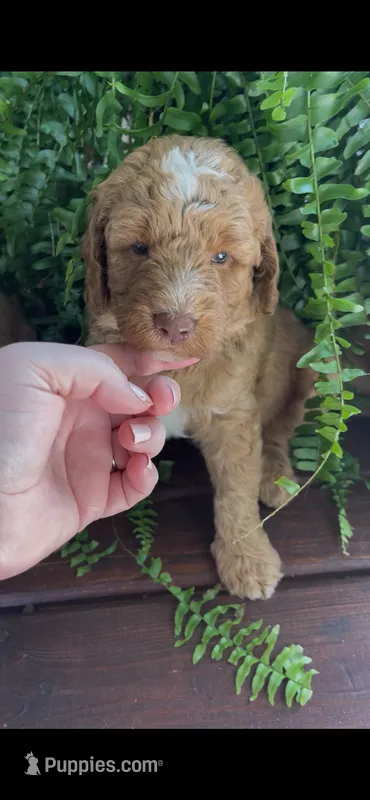 Rowdy – Labradoodle puppy for sale in Westminster, SC