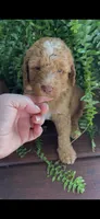 Rowdy, a male Labradoodle for sale in Westminster, SC – 1 of 2