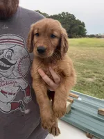 Shortie, a male Golden Retriever for sale in Westminster, SC – 2 of 7