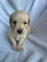 Lily, a female Golden Retriever for sale in Westminster, SC – 3 of 8