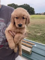 Bruno, a male Golden Retriever for sale in Westminster, SC – 4 of 8