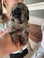 Harley , a male Goldendoodle for sale in Westminster, SC – 3 of 3
