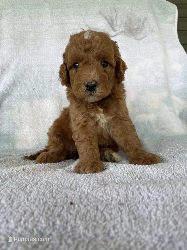 Rusty Jr – Goldendoodle puppy for sale in Westminster, SC