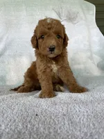 Rusty Jr, a male Goldendoodle for sale in Westminster, SC – 3 of 6