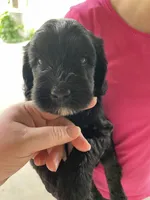 Bear, a male Goldendoodle for sale in Westminster, SC – 3 of 5