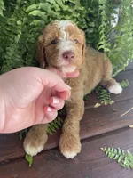 Forrest , a male Labradoodle for sale in Westminster, SC – 3 of 7