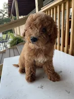 Rosie, a female Goldendoodle for sale in Iva, SC – 3 of 4