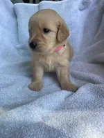 Penny, a female Golden Retriever for sale in Westminster, SC – 6 of 9