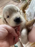 Thelma Lou , a female Golden Retriever for sale in Westminster, SC – 5 of 5