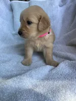 Penny, a female Golden Retriever for sale in Westminster, SC – 7 of 9