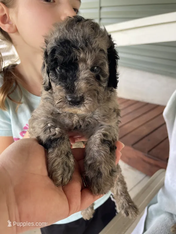 Harley  – Goldendoodle puppy for sale in Westminster, SC