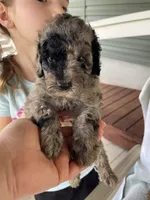 Harley , a male Goldendoodle for sale in Westminster, SC – 1 of 3