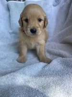 Penny, a female Golden Retriever for sale in Westminster, SC – 2 of 9